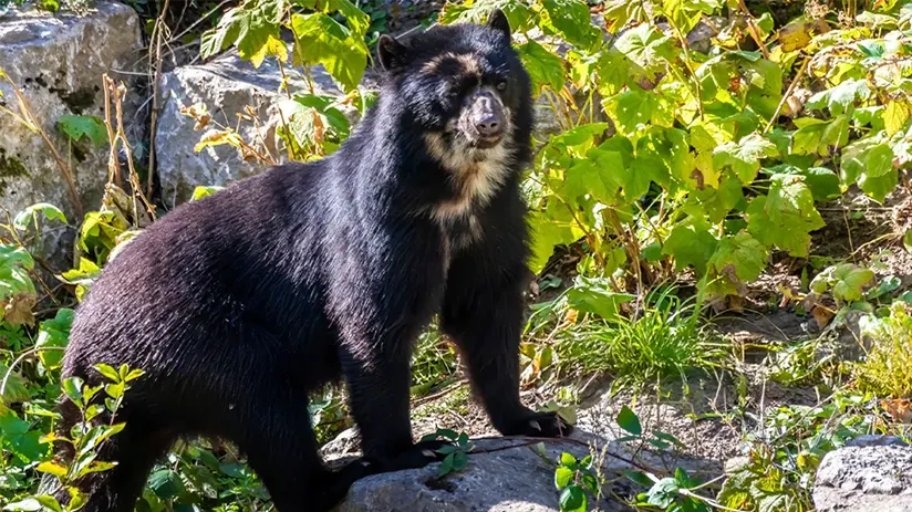 Habitat spectacled bear