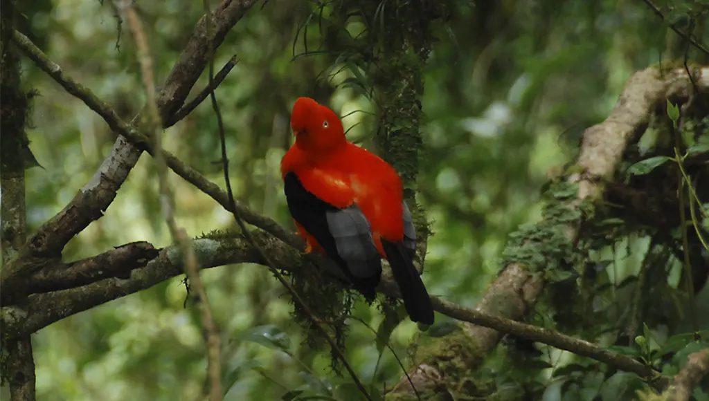 Machu Picchu animals Peru