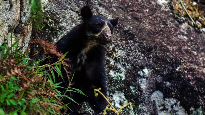 Overview spectacled bear