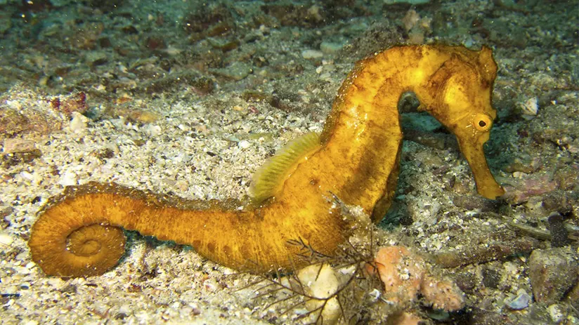 Pacific seahorse marine life
