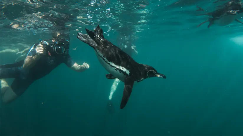 Responsible Galapagos wildlife watching