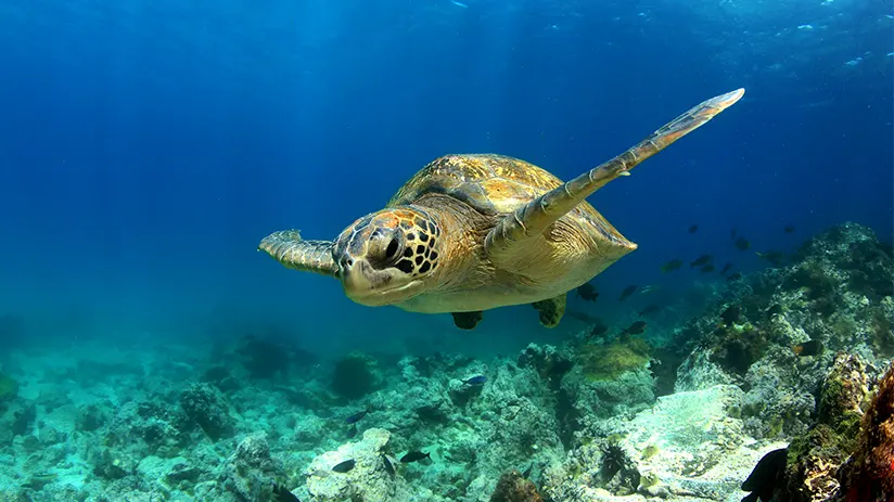 Sea turtle Galapagos