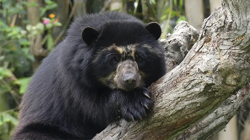 Spectacled bear importance for ecosystems