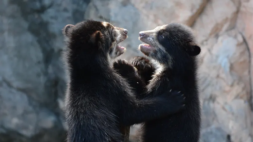 Spectacled bear live in Peru