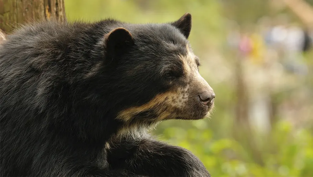 Spectacled bear Peru