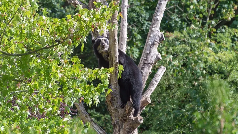 Spectacled bear watching Peru