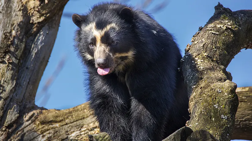 Spectacled bear