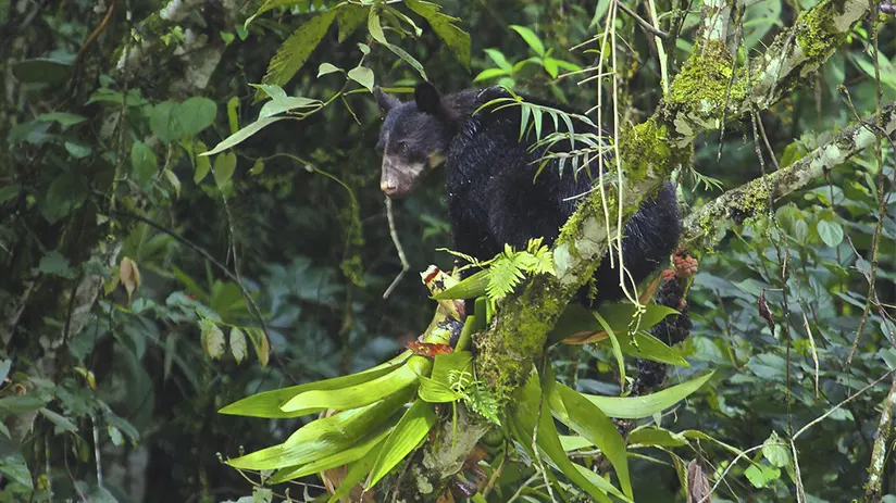 Wild spectacled bear