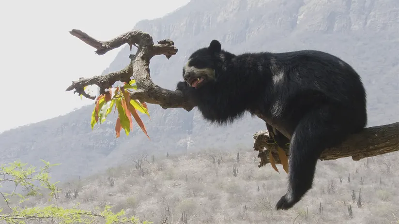 Wildlife watching spectacled bear