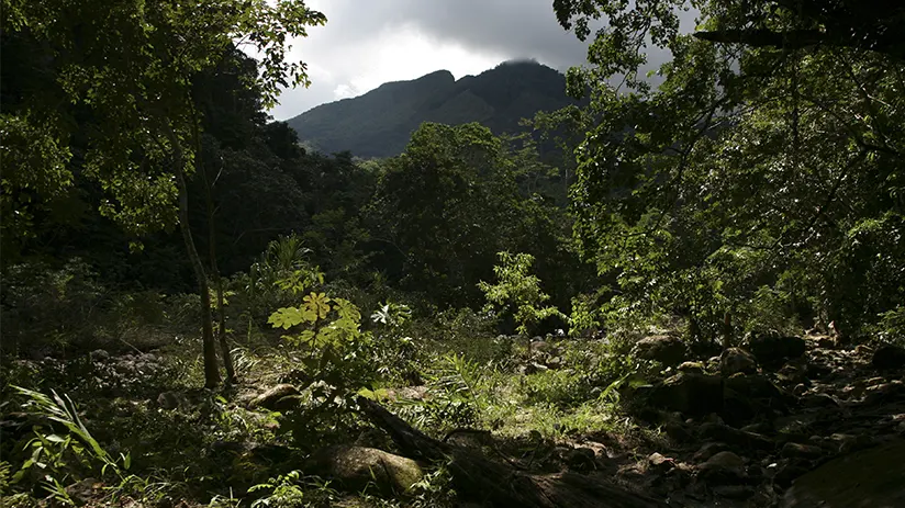 Inca Jungle trail