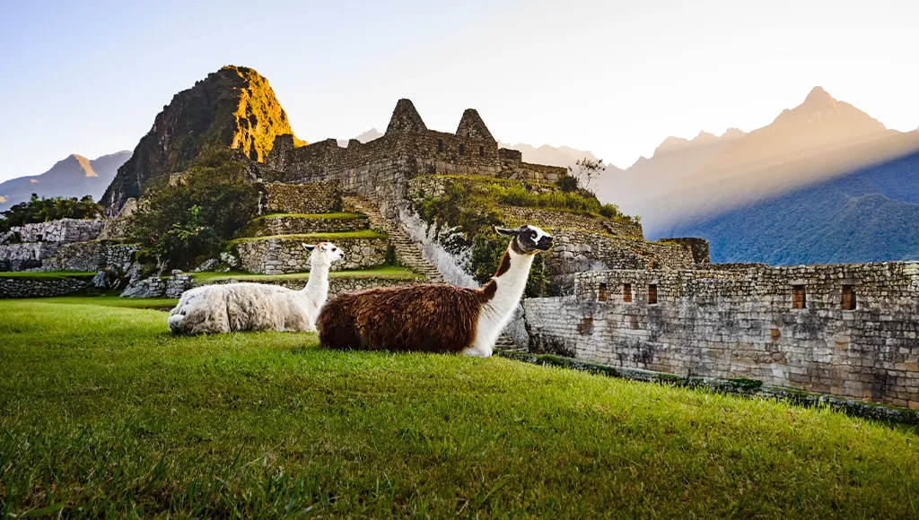 machu picchu llamas
