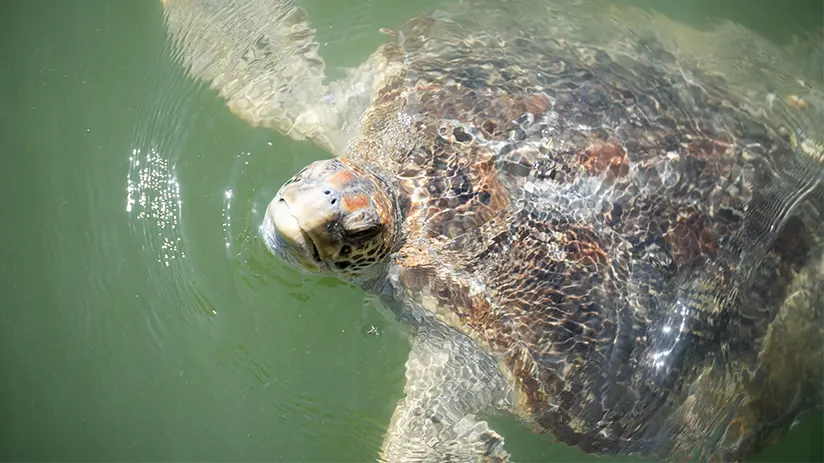 Swimming with sea turtles