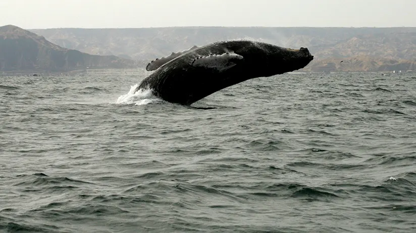 Whale watching in Mancora