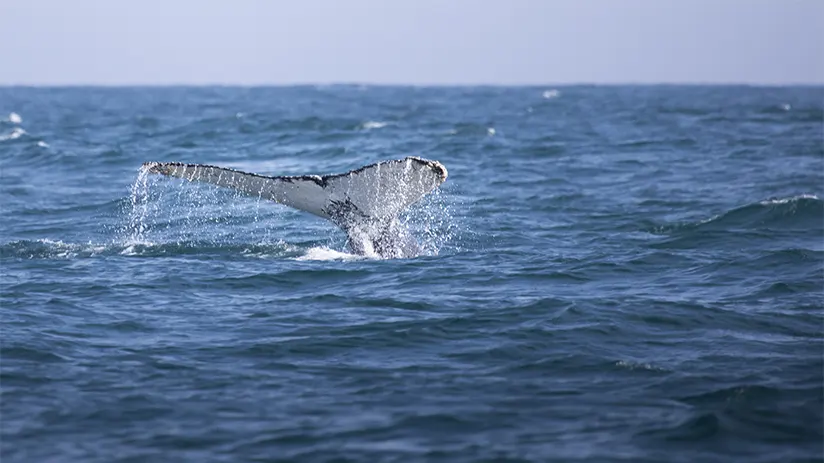 Whale watching Mancora