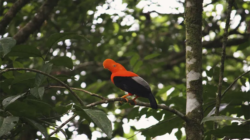 Nature and Wildlife Around Oxapampa