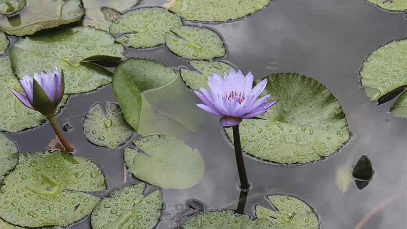 Practical Tips For Visiting Oxapampa