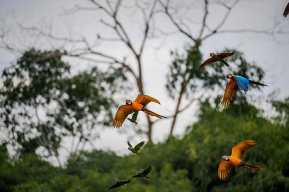 RAINFOREST EXPEDITION TAMBOPATA RESEARCH CENTER