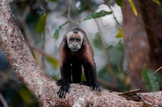 RAINFOREST EXPEDITION TAMBOPATA RESEARCH CENTER